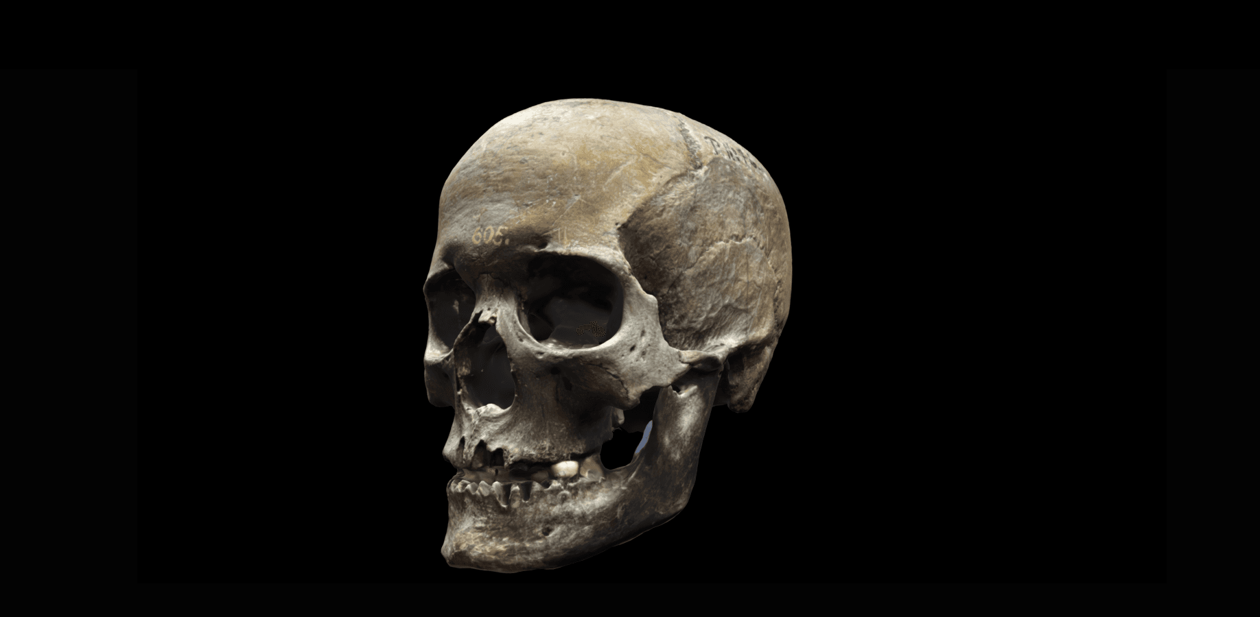 Interactive 3D Skull from Leväluhta